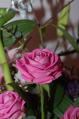 I love you! Three big pink roses